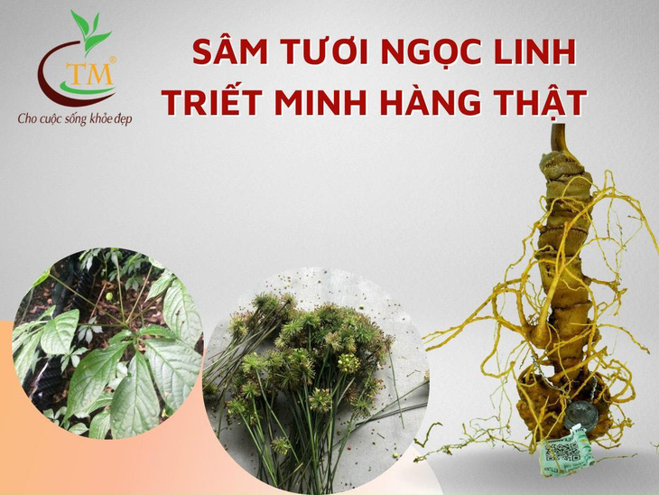 Sâm Ngọc Linh – Báu vật cho sức khỏe, mua ở đâu? - Ảnh 3.