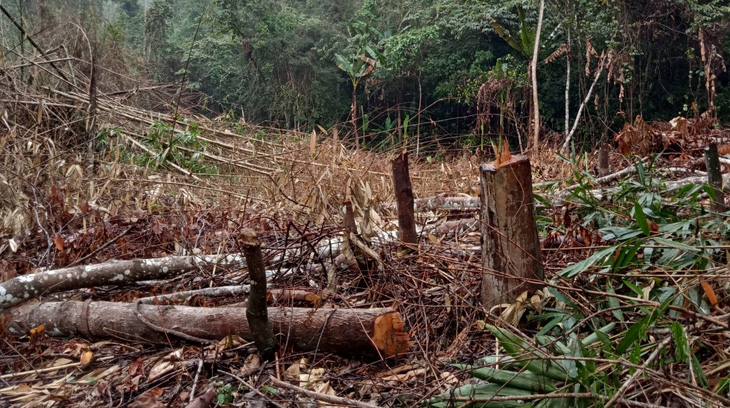 Khởi tố vụ phá rừng ở vùng cao Thanh Hóa - Ảnh 1.
