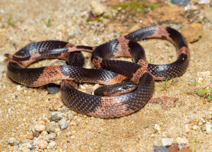 Phát hiện hai loài rắn khuyết đặc hữu ở Nam Trường Sơn - Ảnh 1.