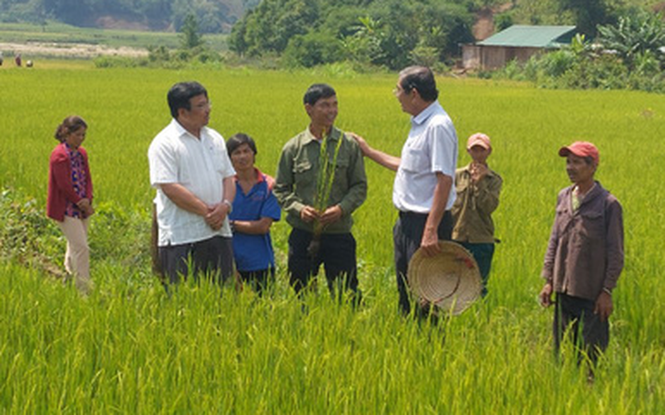 Gieo lúa 'ngon nhất  thế giới' trên núi đồi