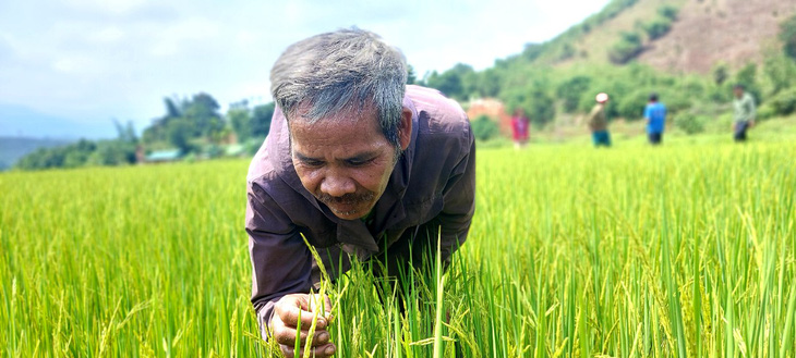 Gieo lúa ngon nhất  thế giới trên núi đồi - Ảnh 3.