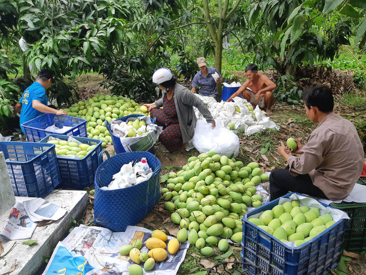 Bộ NN&PTNT: sẽ hướng dẫn địa phương khắc phục - Ảnh 1.