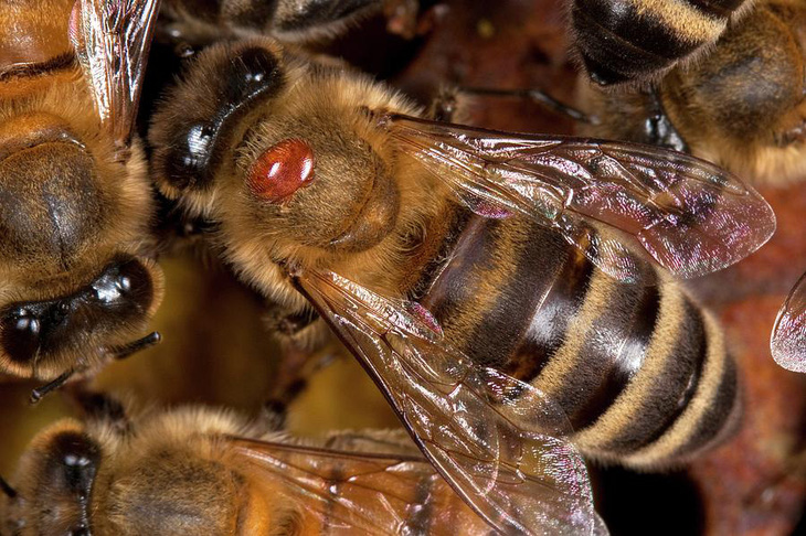 Australia phong tỏa ngành nuôi ong vì phát hiện loài ký sinh trùng nguy hiểm - Ảnh 1.