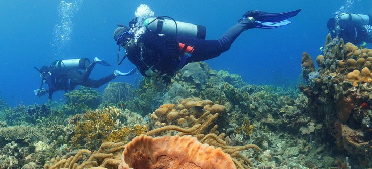 Dự án phục hồi san hô lớn nhất châu Mỹ: Trồng 1 triệu rạn san hô - Ảnh 12.