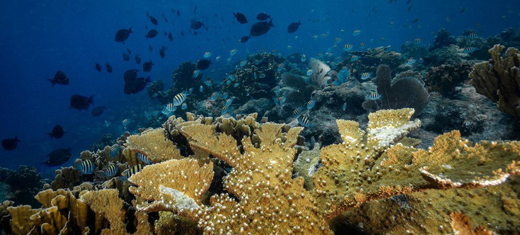 Dự án phục hồi san hô lớn nhất châu Mỹ: Trồng 1 triệu rạn san hô - Ảnh 6.