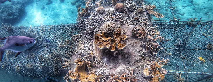 Dự án phục hồi san hô lớn nhất châu Mỹ: Trồng 1 triệu rạn san hô - Ảnh 4.