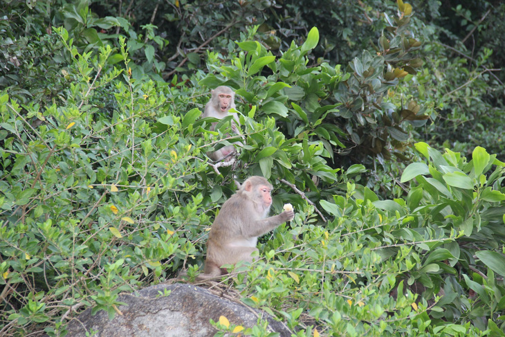 Bảo tồn đàn khỉ quý hiếm bà lão nuôi trên đảo Hòn Trà - Ảnh 2.