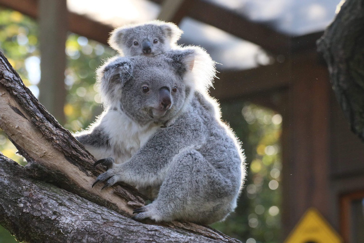 Úc phát hiện nơi trú ẩn mới của gấu koala - Ảnh 1.