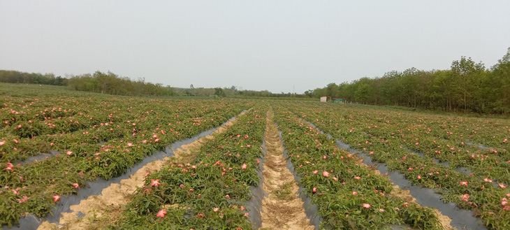 ‘Đánh thức’ giống sâm quý tại Quảng Bình - Ảnh 2.