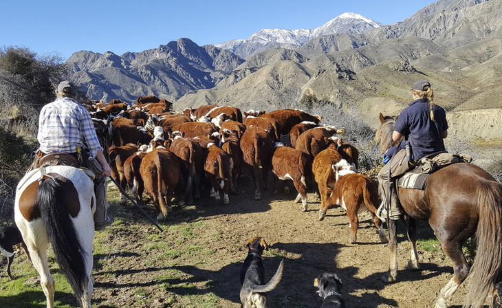 New Zealand sẽ là nước đầu tiên buộc nông dân trả tiền khí thải trong chăn nuôi ​ - Ảnh 1.