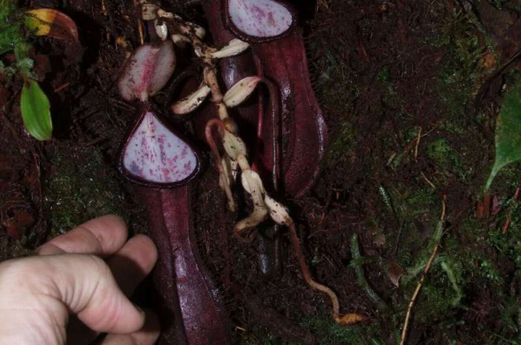 Lần đầu tiên phát hiện loài cây ăn thịt dưới lòng đất - Ảnh 1.