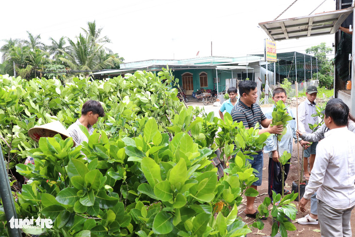 Giá cả hằng ngày 12-7: Xuất hiện gạo ST25 giảm giá đến 40%; 3 kiểu lừa đảo bán hàng online - Ảnh 3.