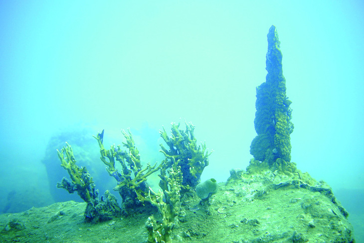 Hệ sinh thái rạn san hô:  Cái chết  được báo trước từ lâu - Ảnh 1.