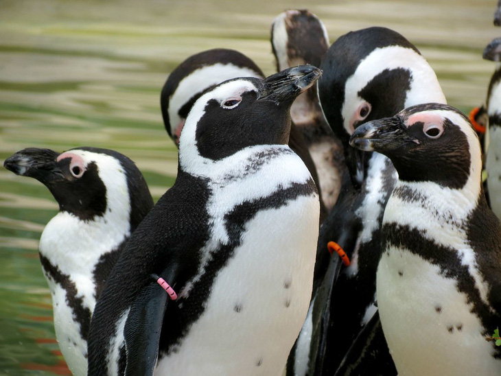 Giới khoa học ngỡ ngàng vì chim cánh cụt biết ‘nhái’ giọng - Ảnh 2.