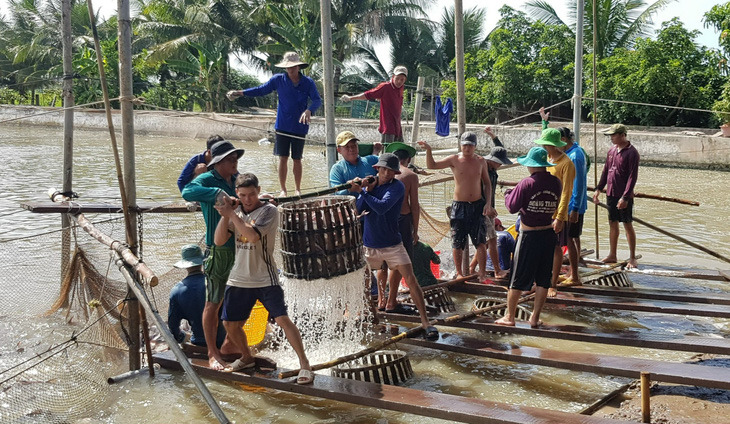 Giá cá tra tăng lên, 27.000 - 28.000 đồng/kg, chi phí bà con nuôi gần 30.000 đồng/kg - Ảnh 1.