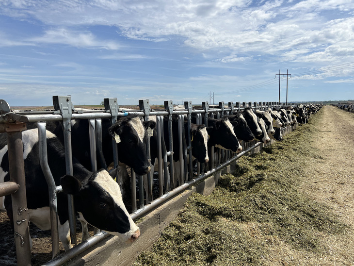 Vinamilk nhập 1.000 con bò sữa HF từ Mỹ về tổ hợp trang trại tại Lào - Ảnh 2.