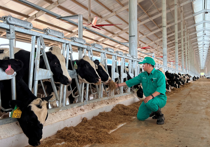 Vinamilk nhập 1.000 con bò sữa HF từ Mỹ về tổ hợp trang trại tại Lào - Ảnh 3.