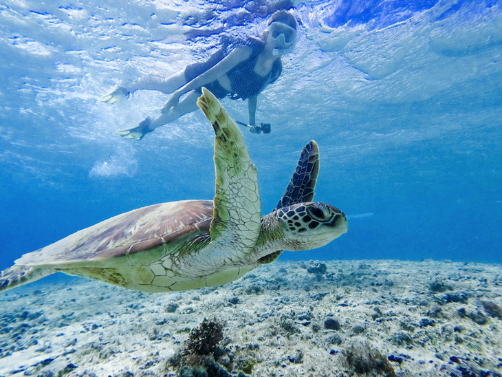 Hàng chục con rùa biển xanh quý hiếm thoi thóp trôi vào đảo Nhật, có vết đâm ở cổ - Ảnh 3.