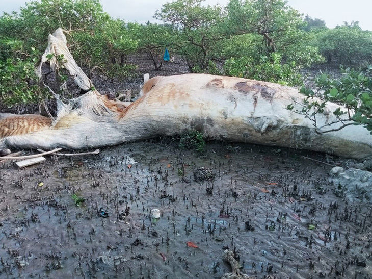 Xác cá voi khoảng 10 tấn dạt vào rừng ngập mặn Vân Đồn - Ảnh 1.