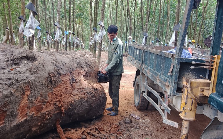 Vụ vớt gỗ dưới ruộng bị xử phạt hành chính: Bán đấu giá nhiều lần không có người mua - Ảnh 3.