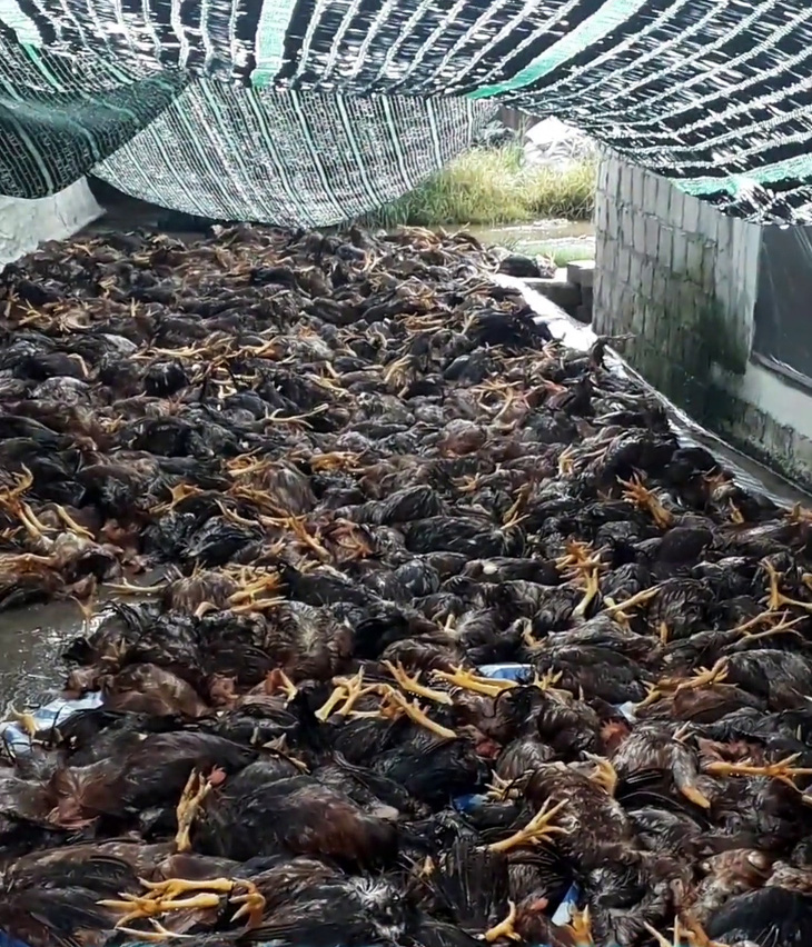 Gần 6.000 con gà trong trang trại bị sét đánh chết - Ảnh 1.