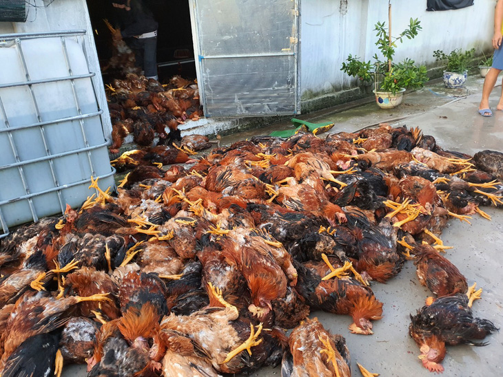 Gần 6.000 con gà trong trang trại bị sét đánh chết - Ảnh 2.
