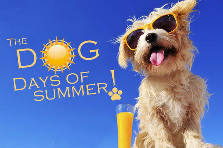 Tại sao những ngày nóng rẫy tháng 7 gọi là những ngày chó? - Ảnh 1.