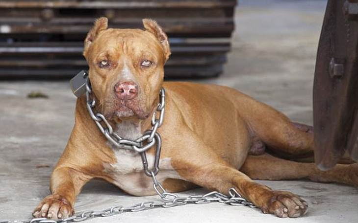 Tranh luận: Nên cấm nuôi chó pitbull hay 