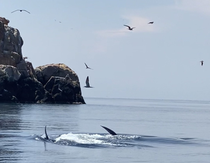 Cá voi dài 12m bất ngờ xuất hiện ở biển Đề Gi - Ảnh 1.