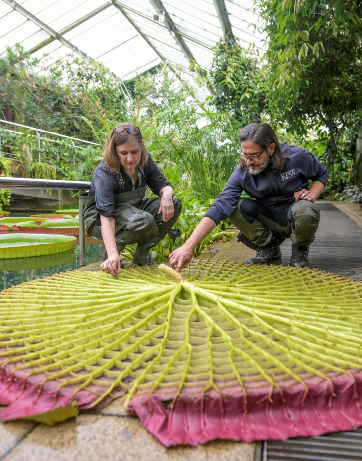 Descubierta una nueva especie de nenúfar con hojas de 3 m de ancho, sobre la que una persona de 80 kg puede sentarse sin hundirse - Foto 7.