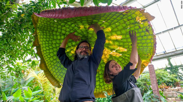 Descubierta una nueva especie de nenúfar con hojas de 3 m de ancho, sobre la que una persona de 80 kg puede sentarse sin hundirse - Foto 1.