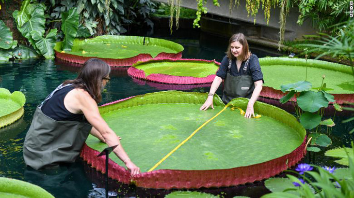 Descubierta una nueva especie de nenúfar con hojas de 3 m de ancho, sobre la que una persona de 80 kg puede sentarse sin hundirse - Foto 4.