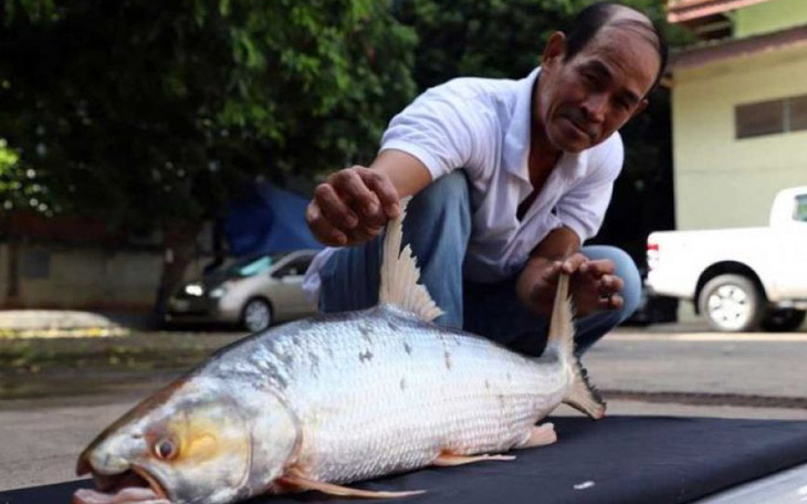Bất ngờ tìm thấy cá chép hồi khổng lồ trên sông Mekong sau hàng chục năm