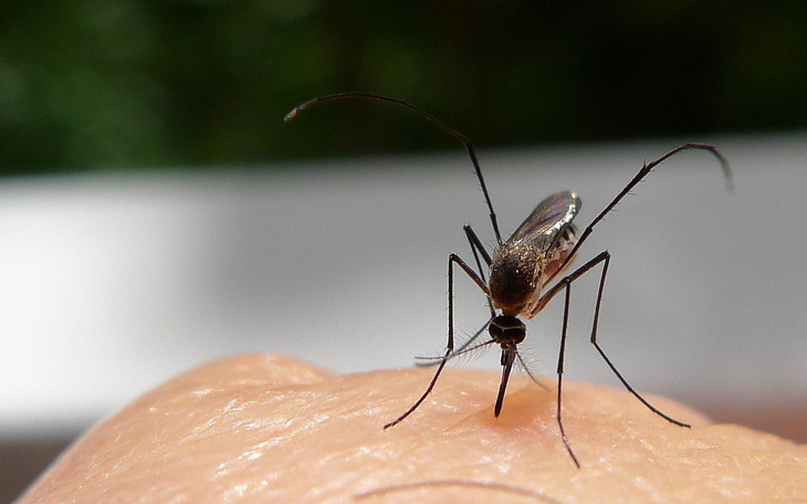 Tìm ra cách ngăn muỗi 