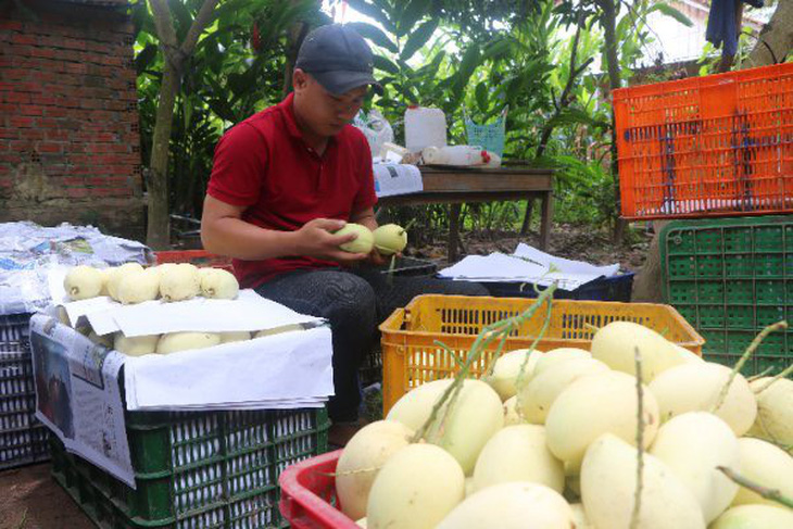 Đồng Tháp phấn đấu đến năm 2025 công suất chế biến xoài đạt 30.000 tấn - Ảnh 1.