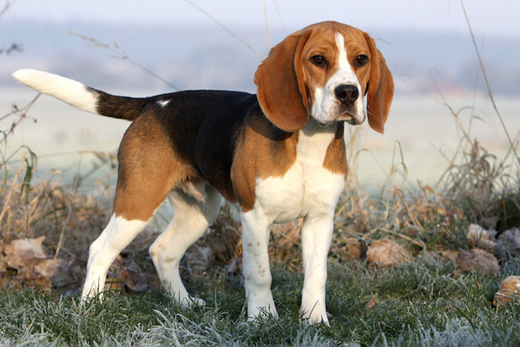 beagle-1660107194513543553363