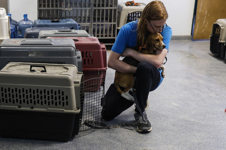 Giải cứu 4.000 con chó Beagle khỏi nơi nuôi nhốt để làm thí nghiệm - Ảnh 1.