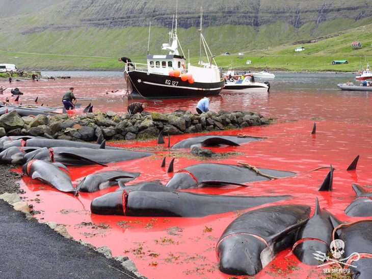 Cuộc thảm sát cá heo lớn nhất trong 124 năm ở quần đảo Faroe - Ảnh 3.