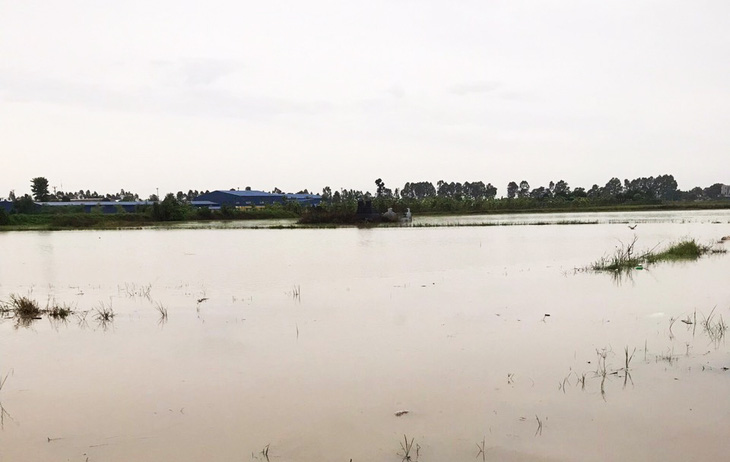 Hải Dương tập trung ‘cứu’ hơn 3.300ha lúa, hoa màu bị ngập úng vì bão số 3 - Ảnh 1.