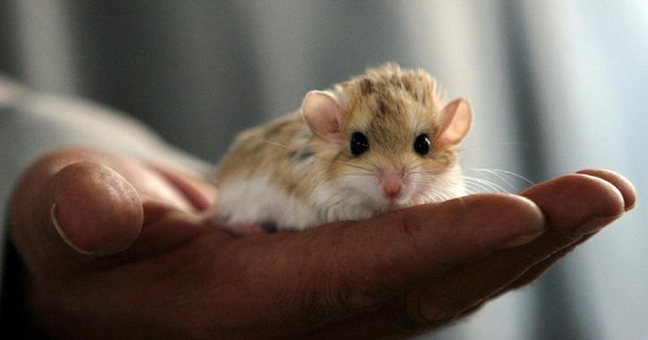 Các nhà khoa học nuôi cấy thành công phôi chuột nhân tạo bên ngoài tử cung - Ảnh 1.