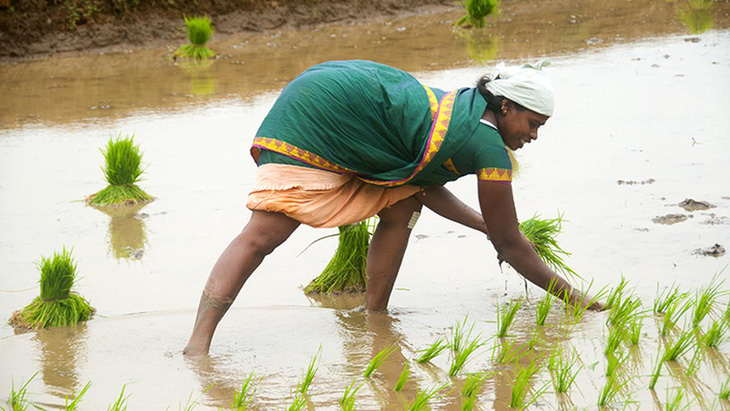 Nguồn cung gạo thế giới đối mặt rủi ro vì tình hình thiếu mưa ở Ấn Độ - Ảnh 1.