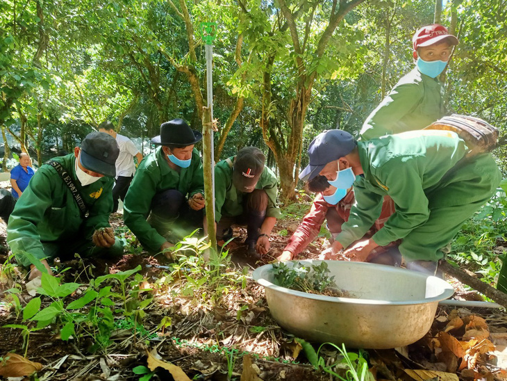 Kon Tum giữ nguồn gene thuần chủng cho Sâm Ngọc Linh - Ảnh 1.