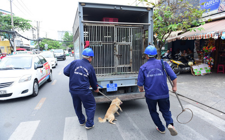 Bắt chó thả rông: Xin càng nhanh càng tốt