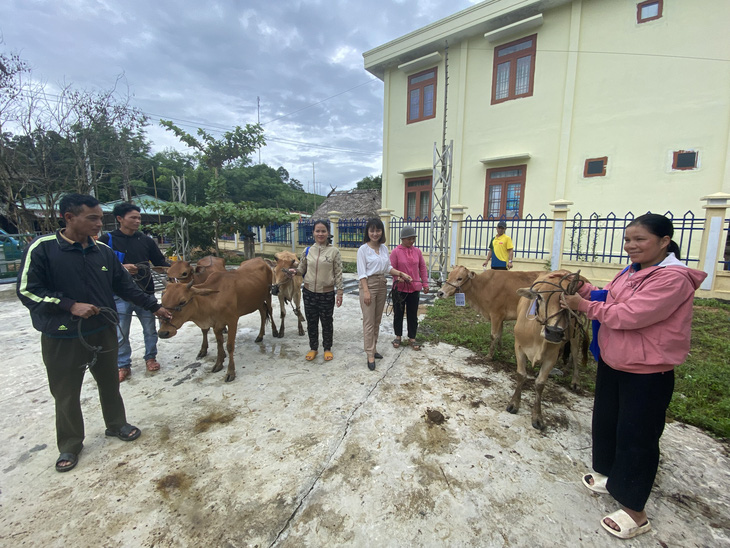 Bà con Cơ Tu, Tà Riềng nhận bò giống từ chương trình sinh kế hậu COVID-19, thiên tai - Ảnh 1.