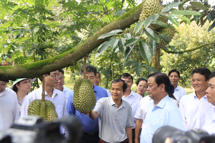 Xuất 20 công sầu riêng đầu tiên sang Trung Quốc theo đường chính ngạch - Ảnh 2.