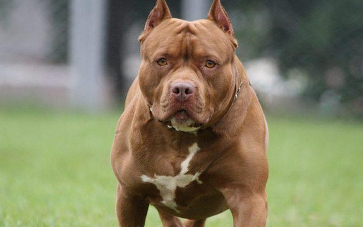 Thả chó pitbull cắn người khi đánh nhau: Khởi tố chủ chó và 2 người liên quan