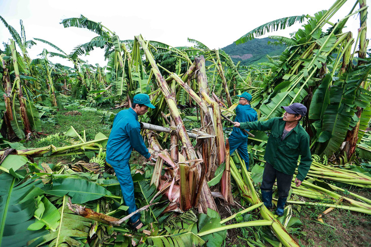 Nông dân thất thần nhìn vùng chuối tiến vua tan hoang sau bão số 4 - Ảnh 4.