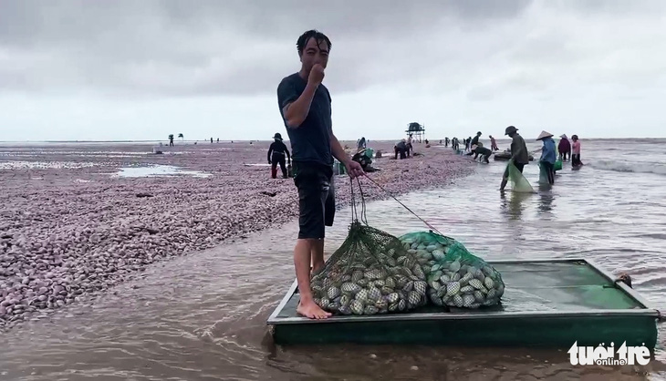 Hàng chục tấn ngao sóng đánh dạt vào bờ, dân kéo nhau đi nhặt ‘lộc trời’ - Ảnh 3.