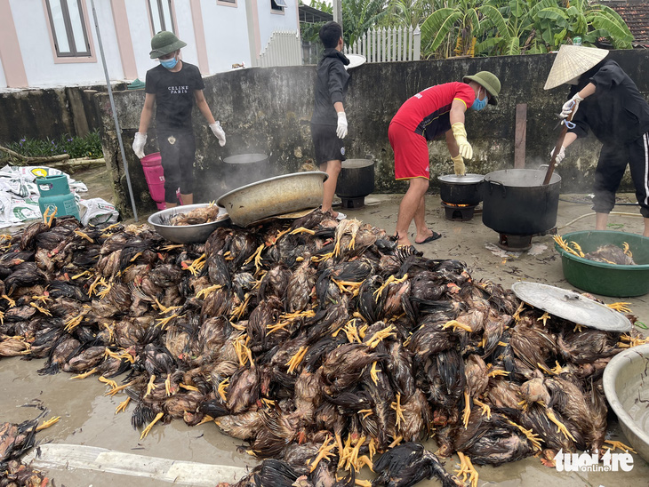 Trại gà hàng ngàn con chết ngộp vì mưa lũ, cả làng chung tay giúp đỡ - Ảnh 3.