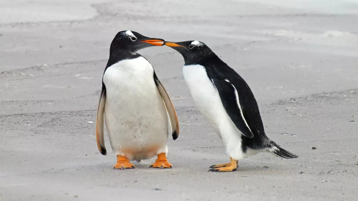Chim cánh cụt đang ít chung thủy hơn vì... biến đổi khí hậu - Ảnh 1.